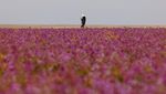 Wow! Ladang Lavender Warnai Gersangnya Gurun di Arab Saudi