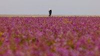 Kota Rafha semakin indah saat ladang lavender bermekaran.