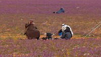 Mereka berbaring di hamparan lavender hingga minum teh bersama.