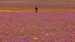 Wow! Ladang Lavender Warnai Gersangnya Gurun di Arab Saudi