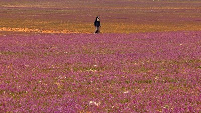 Wow! Ladang Lavender Warnai Gersangnya Gurun di Arab Saudi
