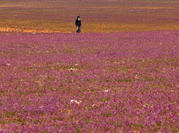 Wow! Ladang Lavender Warnai Gersangnya Gurun di Arab Saudi
