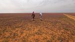 Wow! Ladang Lavender Warnai Gersangnya Gurun di Arab Saudi