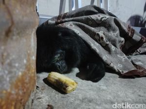 Lutung Penuh Luka di Cianjur Kini Dirawat Sebelum Dilepas Lagi