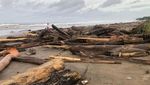 Pantai di Bali Banyak Sampah Kayu, Bule Ini Cuek Berjemur