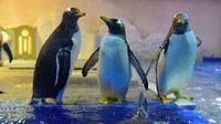 Penguin-penguin yang menggemaskan ini, siap menemani para pengunjung yang sedang makanan. Gimana tertarik berkunjung, travelers?