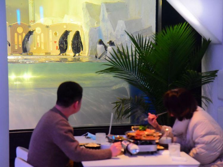 Restoran di China Ini Tawarkan Pengalaman Unik, Makan Ditemani Penguin
