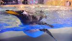Restoran di China Ini Tawarkan Pengalaman Unik, Makan Ditemani Penguin