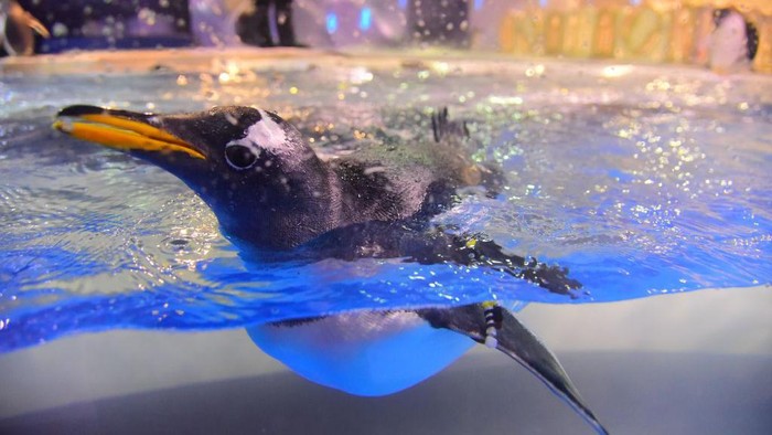 Salah satu restoran di China ini menyuguhkan pengalaman unik. Pengunjung dapat menyantap makanan sambil melihat penguin berenang.
