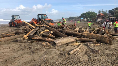 Petugas DLHK Badung dibantu Tim Seminyak Clean dan pedagang membersihkan Pantai Seminyak yang penuh sampah kayu gelondongan, Kamis (16/2/2023).