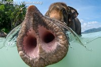 Underwater Photographer of the Year 2023
