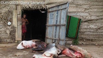 Karya David Serradell. Saya mengambil gambar ini saat melakukan perjalanan selancar di pantai timur Sri Lanka. Serangkaian hiu terbaring mati di tanah dengan bekas kait di mulutnya, kemungkinan besar dari rawai yang terletak bermil-mil jauhnya di lepas pantai. Melihat nelayan yang berdiri di belakang tangkapan terbarunya, saya berpikir tentang betapa sedikit uang yang akan dia dapatkan dari hari itu, membandingkannya dengan berapa banyak yang akan didapat pasar Asia ketika menjual kembali sirip kering masa depan dari hiu ini. Saya tidak bisa menyalahkan nelayan, ini adalah satu-satunya hal yang mereka lakukan sepanjang hidup mereka dengan satu-satunya tujuan membawa makanan ke meja keluarga.