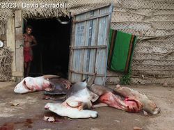 Karya Jawara Foto Underwater Bikin Takjub, Ada dari Indonesia!