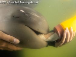 Karya Jawara Foto Underwater Bikin Takjub, Ada dari Indonesia!