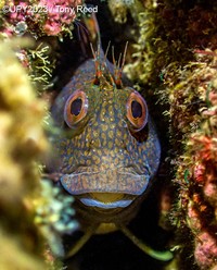 Underwater Photographer of the Year 2023