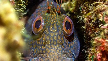 Pemenang British Waters Compact diraih Tony Reed. Saya telah kembali ke tempat ini di Crack rock untuk menangkap variabel Blenny selama beberapa minggu. Dia merawat telurnya di dalam celah, jadi saya mencoba menangkap titik saat telur menetas. Menjadi anak kecil yang selalu ingin tahu, dia selalu bergerak semakin dekat ke kamera sampai dia mencapai titik di mana saya mengambil beberapa bidikan.