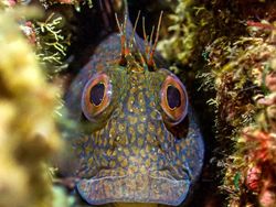 Karya Jawara Foto Underwater Bikin Takjub, Ada dari Indonesia!