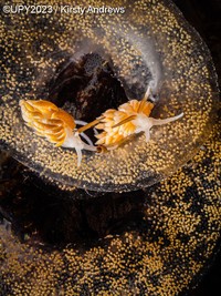 Underwater Photographer of the Year 2023