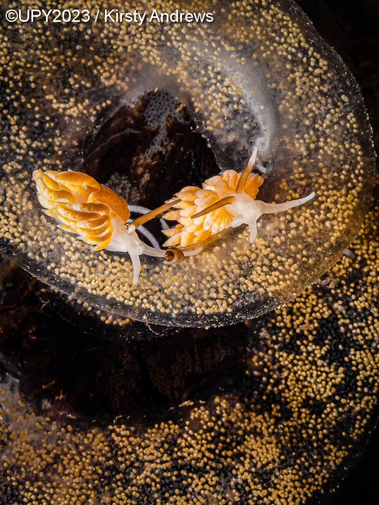 Underwater Photographer of the Year 2023 Underwater Photographer of the Year 2023