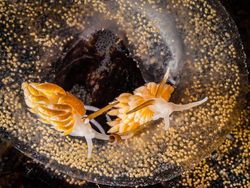 Karya Jawara Foto Underwater Bikin Takjub, Ada dari Indonesia!