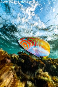 Underwater Photographer of the Year 2023
