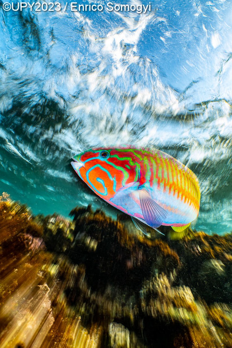 Underwater Photographer of the Year 2023