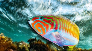 Pemenang kategori Compact diraih oleh Enrico Somogyi. Saat saya snorkeling di Marsa Alam, saya melihat Klunzingers Wrasses yang tak terhitung jumlahnya. Salah satu dari mereka sangat ingin tahu dan sangat tertarik dengan lensa saya. Saya dapat mengambil beberapa gambar sudut lebar klasik yang bagus. Setelah beberapa saat saya pikir akan menjadi ide yang bagus untuk mencoba long exposure. Jadi saya mengatur kamera saya ke aperture terkecil f11, nilai ISO ke 64 dan waktu pencahayaan ke 1/13s. Untuk gambar ini, saya menggerakkan kamera sedikit ke depan saat rana dilepas. Ini menciptakan efek zoom di bagian bawah gambar. Saya sangat senang dengan hasilnya. 