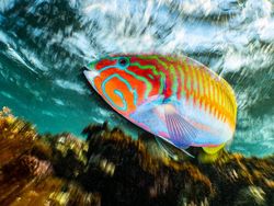 Karya Jawara Foto Underwater Bikin Takjub, Ada dari Indonesia!