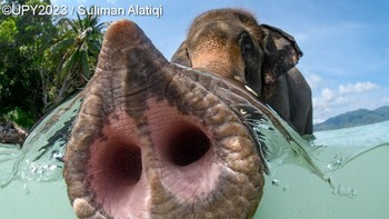 Pemenang kategori Portrait diraih Suliman Alatiqi dari Kuwait. Belalai gajah adalah salah satu fitur anatomi yang paling khas di alam. Lantaran sang gajah penasaran dengan kamera saya dan senang merasakannya yang memberi saya kesempatan untuk menangkap perspektif ini meskipun kondisinya buruk untuk foto over-under (air berombak dan jarak pandang yang buruk).  Foto: Underwater Photographer of the Year