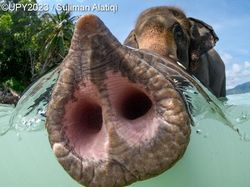 Karya Jawara Foto Underwater Bikin Takjub, Ada dari Indonesia!