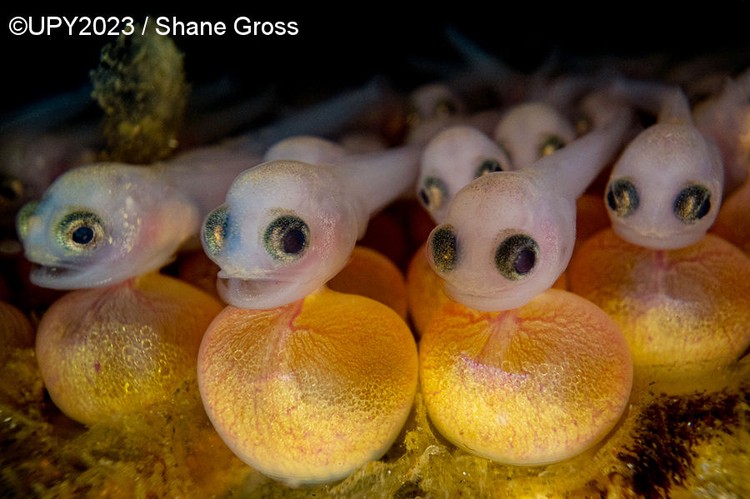 Underwater Photographer of the Year 2023 Underwater Photographer of the Year 2023