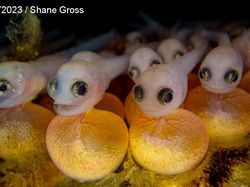 Karya Jawara Foto Underwater Bikin Takjub, Ada dari Indonesia!