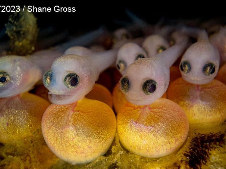 Karya Jawara Foto Underwater Bikin Takjub, Ada dari Indonesia!