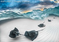 Underwater Photographer of the Year 2023