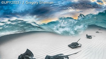 Pemenang Marelux Wide Angle diraih J. Gregory Sherman. Rekan selam saya dan saya menyewa perahu untuk tiba di Stingray City di Grand Cayman sebelum fajar untuk menangkap cahaya pagi dan riak pasir. Persis saat matahari menembus cakrawala, barisan ikan pari selatan langsung menuju ke arah saya dan saya menangkap gambar ini saat mereka meluncur melintasi pasir. Foto: Underwater Photographer of the Year
