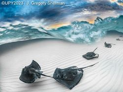 Karya Jawara Foto Underwater Bikin Takjub, Ada dari Indonesia!