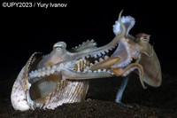Underwater Photographer of the Year 2023