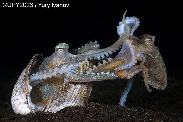 Underwater Photographer of the Year 2023