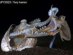 Karya Jawara Foto Underwater Bikin Takjub, Ada dari Indonesia!