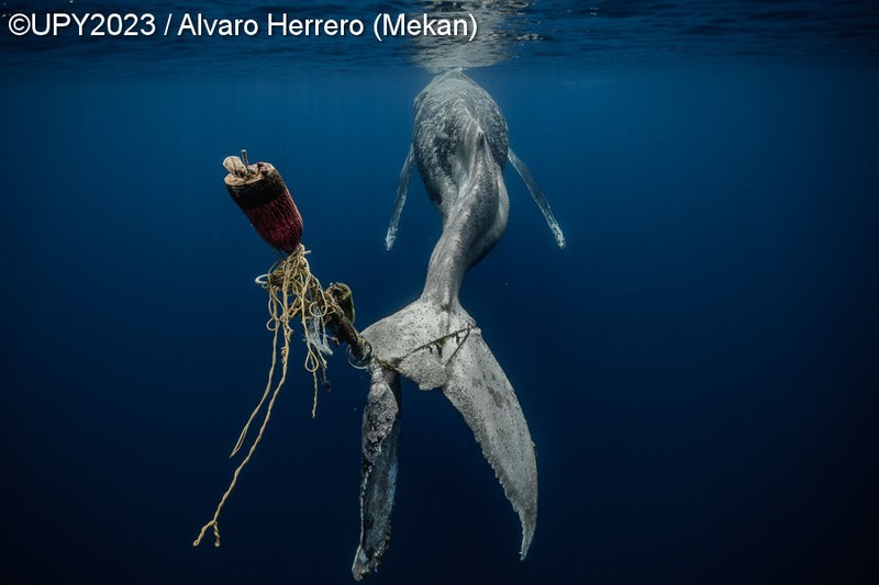 Underwater Photographer of the Year 2023