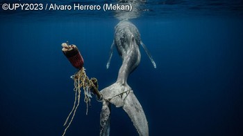 Pemenang kategori ‘Save Our Seas Foundation’ Marine Conservation Photographer of the Year 2022 diraih Alvaro Herrero dari Spanyol. Seekor paus bungkuk mati setelah ekornya terjerat tali dan pelampung, membuat ekornya sama sekali tidak berfungsi. Refleksi dari apa yang tidak hanya diderita lautan kita, tetapi juga planet kita, hasil dari keegoisan manusia dan kurangnya tanggung jawab. Mengambil foto ini, bagi saya, adalah momen paling menyedihkan yang pernah saya alami di lautan. Terutama karena saya telah menghabiskan begitu banyak waktu dengan paus bungkuk di bawah air, mengalami kontak mata, interaksi, dan melihat dengan mata kepala sendiri bagaimana mereka adalah makhluk hidup dan cerdas. 