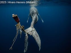 Karya Jawara Foto Underwater Bikin Takjub, Ada dari Indonesia!