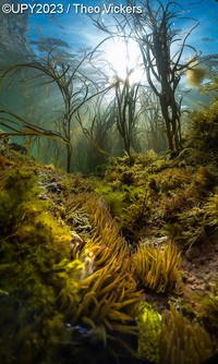 Underwater Photographer of the Year 2023