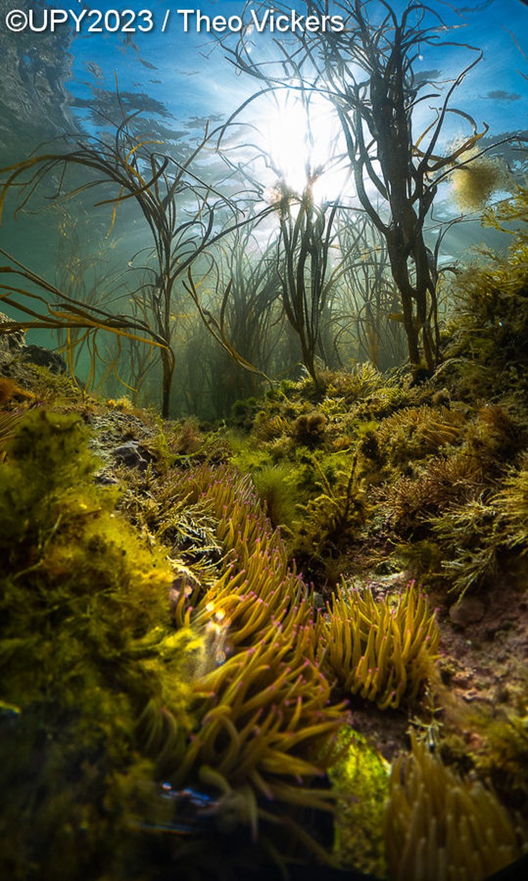 Underwater Photographer of the Year 2023