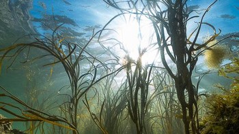 Pemenang Most Promising British Underwater Photographer of the Year 2023 diraih Theo Vickers dari Inggris. Sinar matahari menyinari hutan laut alga Himanthalia di terumbu kapur Zona Konservasi Laut Needles. Tentakel berujung ungu dari anemon kuncir ular (Anemonia viridis) muncul dari dasar hutan. Formasi bebatuan yang mencolok, Needles on the Isle of Wight menarik hampir 500.000 pengunjung setiap tahunnya. Namun, seperti banyak habitat laut Inggris, keindahan dan keanekaragaman hayati terumbu karang pulau sebagian besar tidak diketahui oleh kebanyakan orang. Foto: Underwater Photographer of the Year
