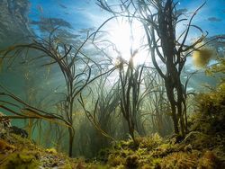 Karya Jawara Foto Underwater Bikin Takjub, Ada dari Indonesia!