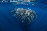 Underwater Photographer of the Year 2023