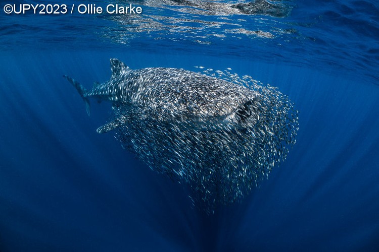 Underwater Photographer of the Year 2023