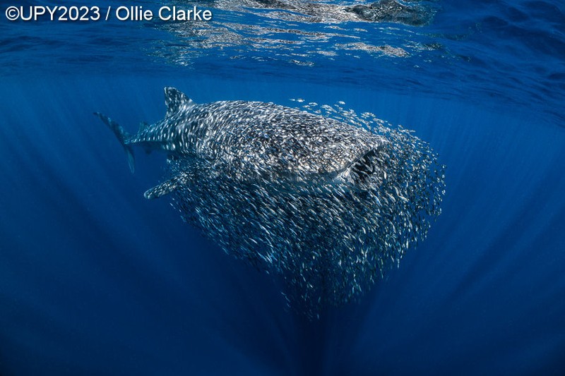 Underwater Photographer of the Year 2023