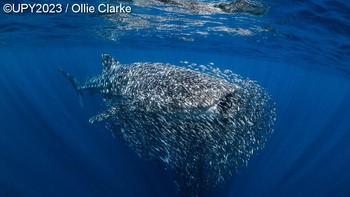 Pemenang British Underwater Photographer of the Year 2023 diraih Ollie Clarke dari Australia. Hiu paus di Ningaloo sering ditemani bola umpan seperti ini, dimana ikan kecil menggunakan hiu sebagai tempat berlindung terapung. Namun yang satu ini sangat besar, lebih padat dan dengan lebih banyak ikan daripada biasanya, jadi saya sangat bersemangat untuk memotretnya, Foto: Underwater Photographer of the Year
